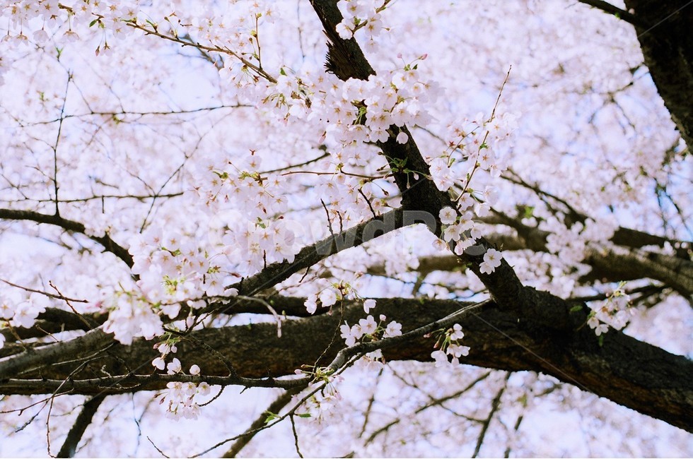 pink,Cherry Blossom,nature,flower branch,flower tree,film,dreamy,april,flower,spring,petal,Cherry Blossom Ending,plant,sight,spring day,Emotion
