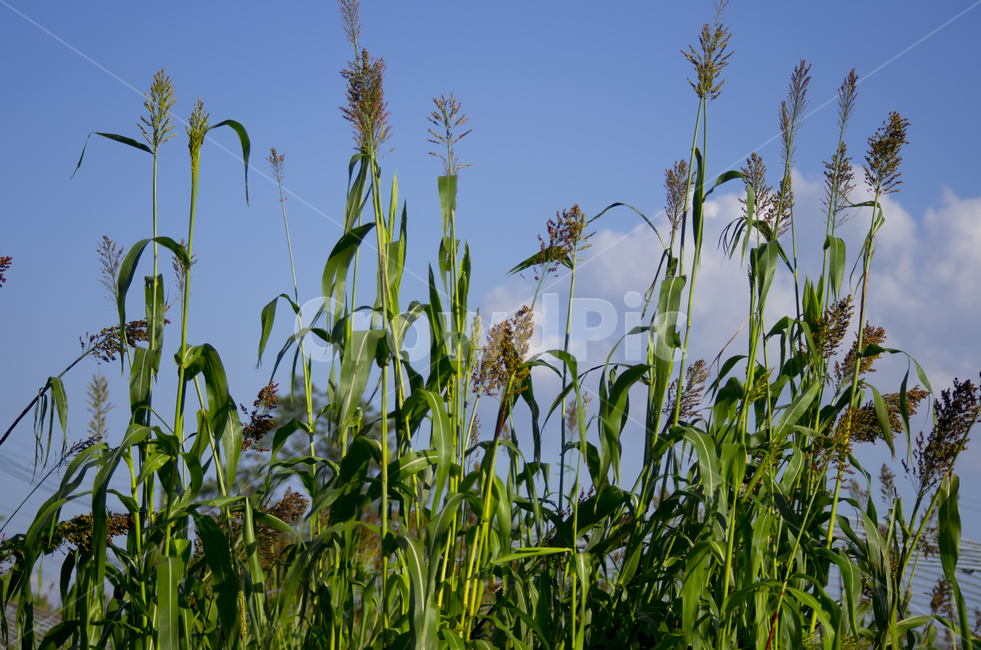 수수,하늘,여름,단수수,구름,scene,view,feeling,emotion,nature,landscape,season,풍경,감정,감성,자연,계절,뷰티,Sorghum,sky,summer,cloud,풍경사진,감성사진,정취