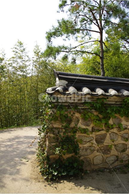 기와,담장,담,돌담,나무,수목원,한국,자연,풍경,nature,landscape,한국자연풍경,한국자연경관,korea nature landscape,한국전통,한국문화,korean traditional,korean culture,건축물,건물외관,exterior,building,structure,architecture,construction