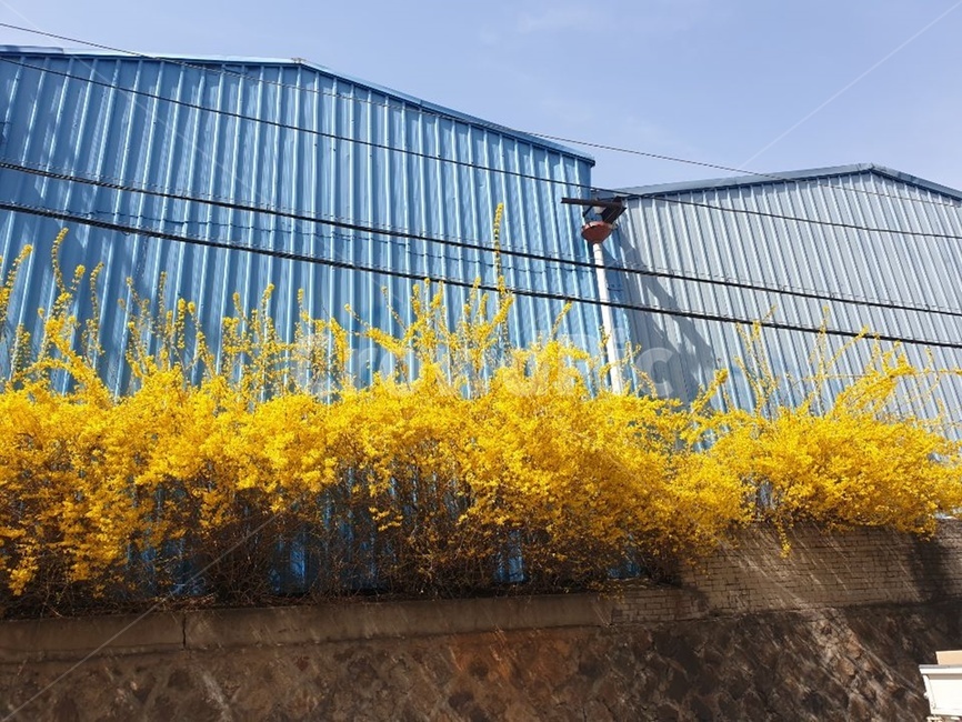봄,개나리,꽃,하늘,풍경,flower,구름,전선,벽,파란벽,개나리무리