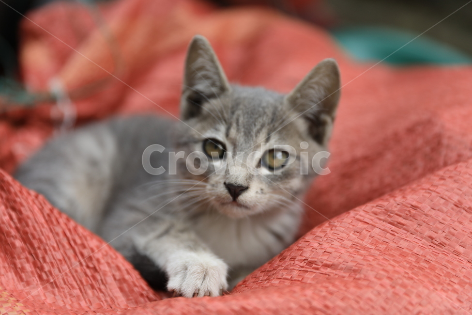 고양이,아기고양이,집고양이,코리안숏헤어,애완동물,동물,애완묘,냐옹이,animal,cat,koreanshorthair,kitty,동물,animal,포유류,mammal,고양이,cat,kitten,kitty