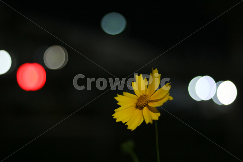 들꽃,봄,노랑,야생화,강,색감,감성,새벽,야경,밤,풍경,nightscape,night,landscape,식물,자연,plants,nature,꽃,flower