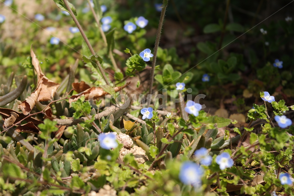 꽃,잡초,flower,잔디,식물