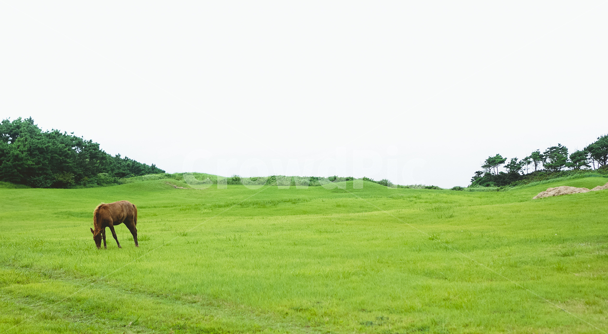 말,동물,푸른,잔디,자연,풍경,휴식,여유,horse,grass,garden,jeju,nature,scenery,relaxation,leisure,animal,동물,animal,포유류,mammal,휴식,힐링,rest,relaxation,healing