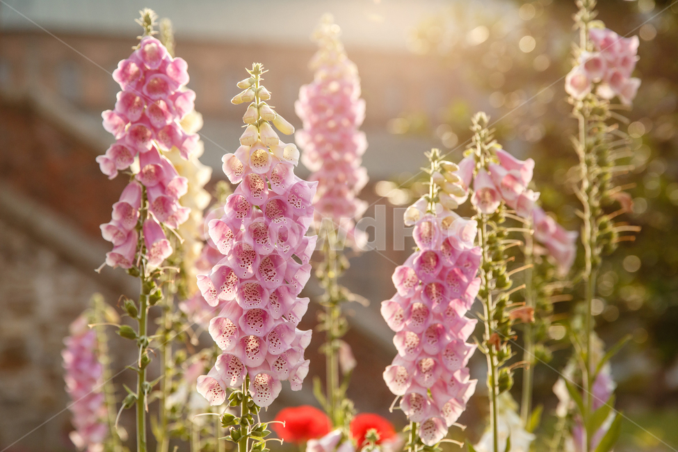 꽃,햇살,식물,감성사진,정원,flower,sunshine,plant,garden,식물,자연,plants,nature,꽃,flower,휴식,힐링,rest,relaxation,healing