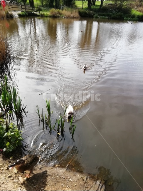 water,물,옥외,outdoors,nature,land,자연,연못,새,조류,bird,pond
