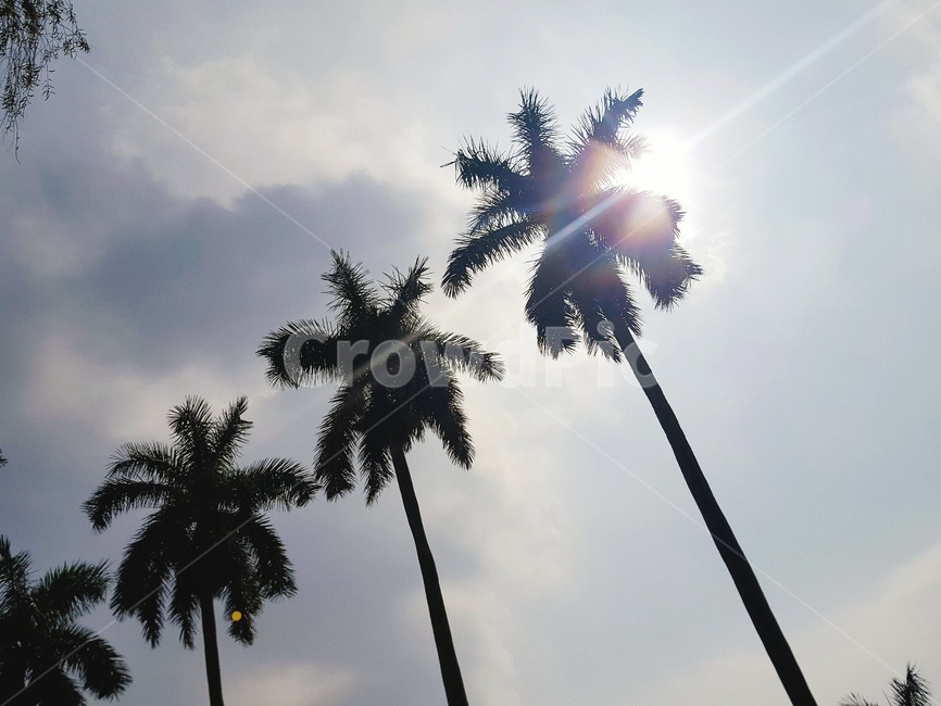 하늘,맑음,햇살,열대식물,나무,자연,풍경,nature,landscape,flare,플레어,light,빛,tree,palm tree,야자수,plant,식물