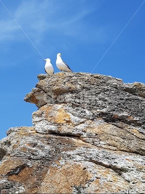 갈매기,commongull,채셕강,하늘,조류,동물,animal,조류,새,birds