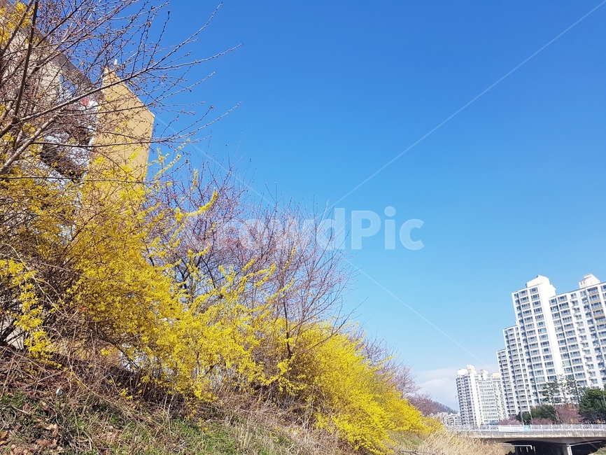 봄,벗꽃,잔디,개나리,4월,파릇파릇,하늘,돌다리,하천,노란색,초록,산책로,봉우리,계절,나무,봄,계절,spring,season