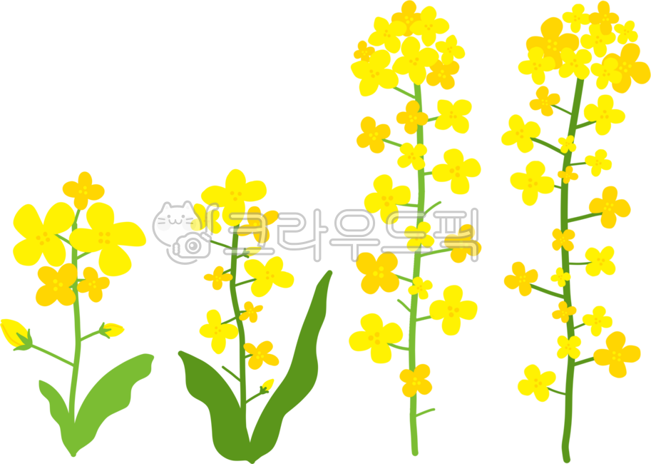 Rapeseed flowers,spring flowers,rapeseed,yellow rapeseed,yellow flowers,flowers,hand drawing,rapeseed flower painting,rapeseed flower illustration,Jeju Island rapeseed,spring flower painting