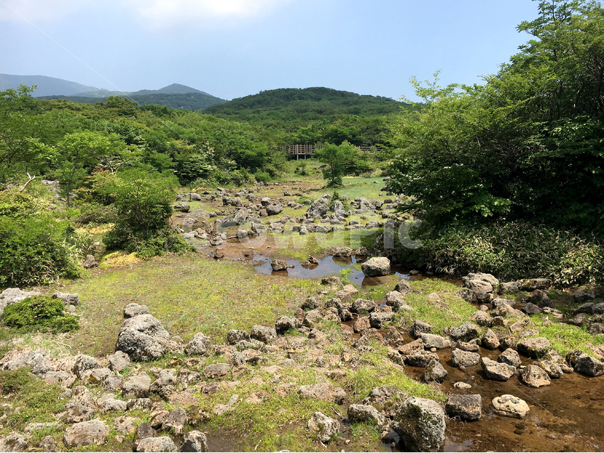 자연,습지,산,제주도,여름,나무,자연,풍경,nature,landscape,wilderness,황야,outdoors,옥외