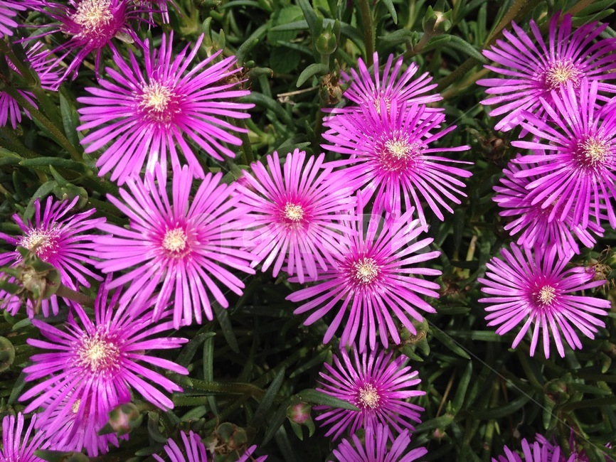 꽃,분홍색꽃,야생화,작은꽃,국화,flower,pinkflower