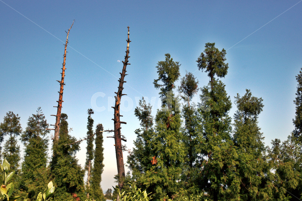 제주,서귀포,올레71코스,올레길,중산간,난대림,나무,자연,풍경,nature,landscape,tree,plant,식물