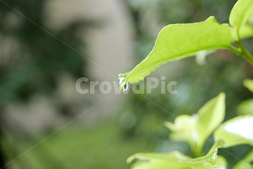 나뭇잎,비,물방울,잎사귀,식물,자연,plants,nature