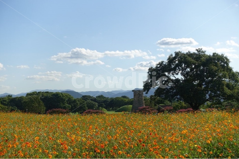 꽃,하늘,나무,코스모스,구름,자연,가을,계절,fall,autumn,season,자연,풍경,nature,landscape,한국자연풍경,한국자연경관,korea nature landscape,한국전통,한국문화,korean traditional,korean culture,랜드마크,landmark,tourist attraction,한국랜드마크,한국관광지,한국명소,korea landmark,korea tourist attraction,grassland,목초지,outdoors,옥외,field,들,farm,농장,rural,농촌,meadow