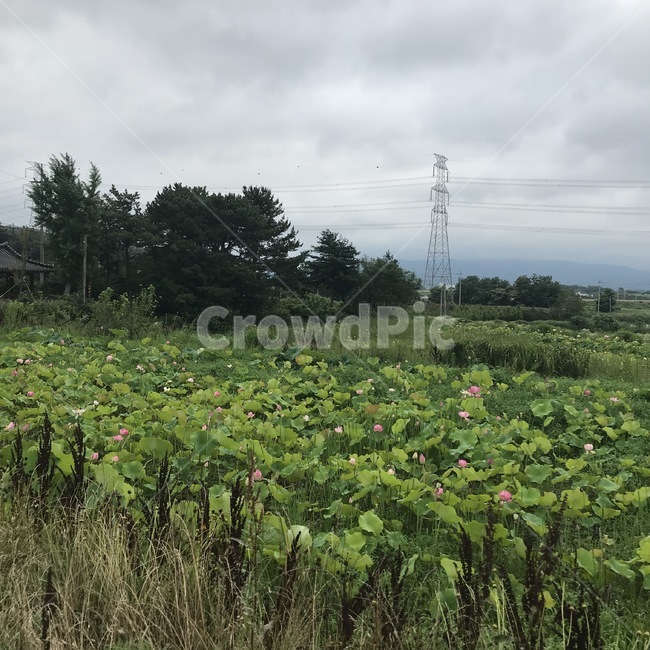 들,field,목초지,연꽃,grassland