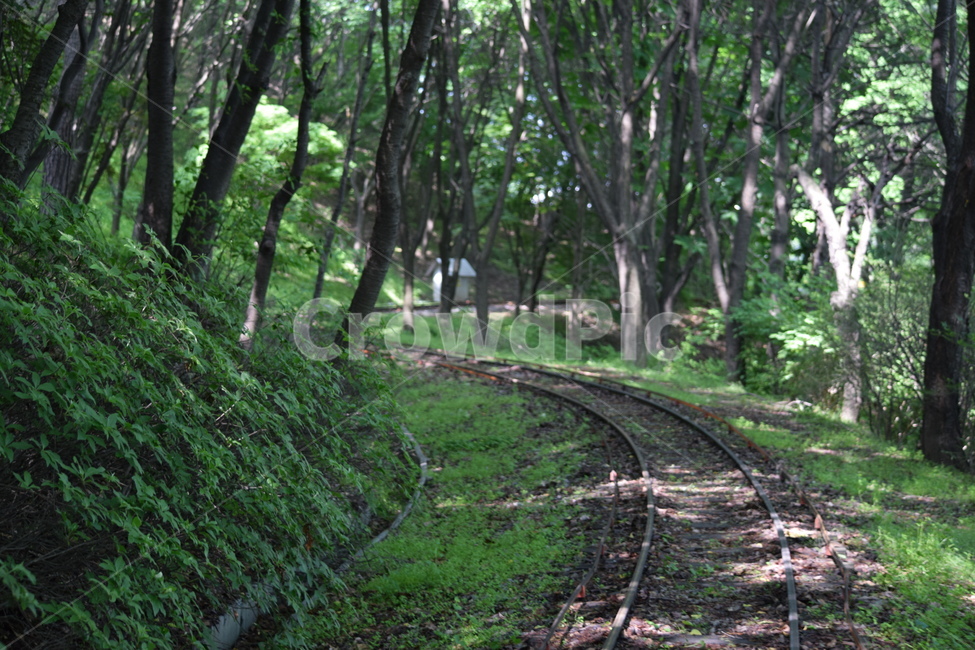 산책,길,풍경,숲,철길