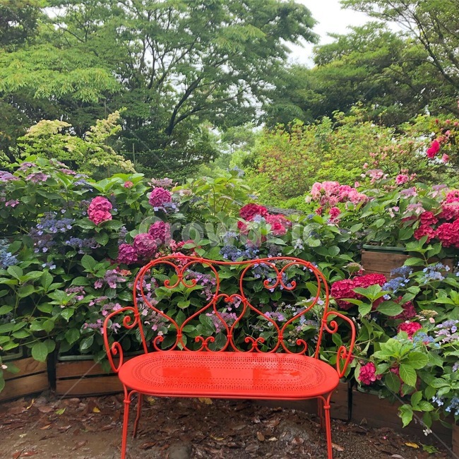 동백꽃,의자,꽃,비,자연,빨강색