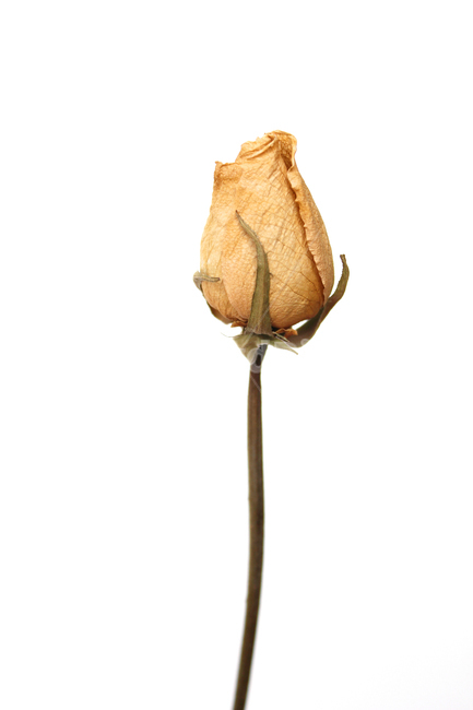 꽃,장미,로즈,장미꽃,플라워,드라이,드라이플라워,말린,말려놓은,마른,노란색,노랑,옐로우,말린장미,식물,자연,flower,dry,dried,dryflower,yellow,green,rose,줄기,dryrose,plant,nature,꽃봉우리,봉우리,흰배경,꽃,flower,누끼,remove background
