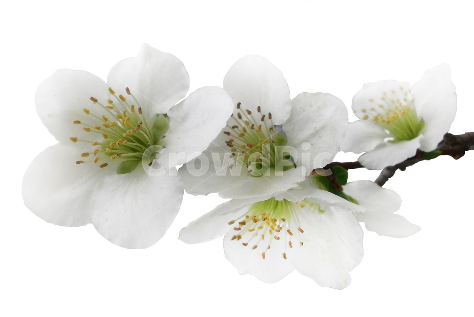 plant,식물,flower,꽃,일월성