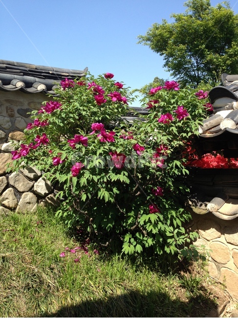 모란,목단,꽃,부귀화,한옥,식물,자연,plants,nature,꽃,flower