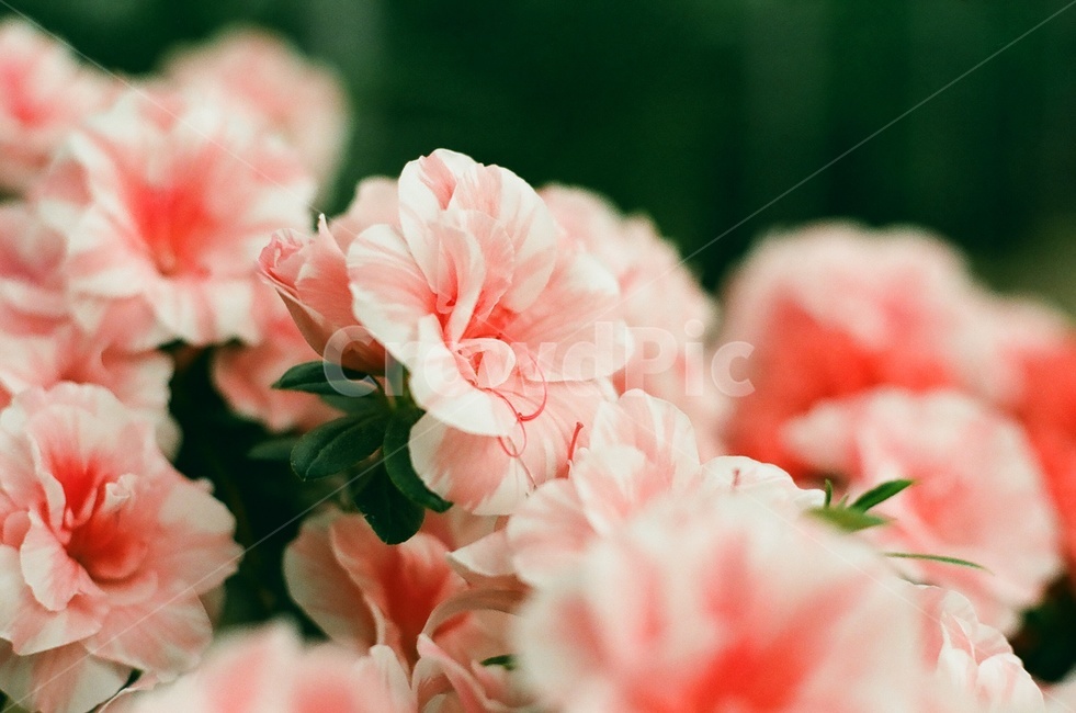 꽃,flower,필름,식물,분홍색꽃,식물,자연,plants,nature,꽃,flower