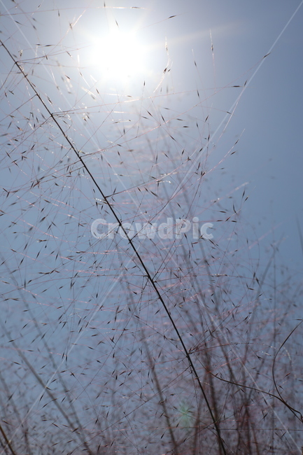 뮬리,핑크뮬리,하늘,식물,해,muhly,감성,식물,자연,plants,nature