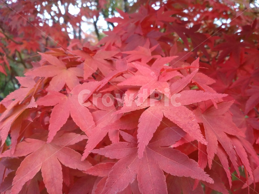 leaf,잎,plant,식물,tree,나무,단풍,식물,자연,plants,nature