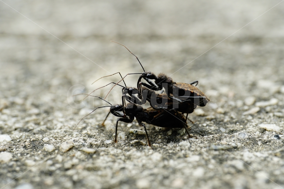 민날개침노린재,곤충,벌레,교미,삼각관계,자연,여름,접사,동물,insect,animal,nature,summer,macro,bug,땅,암컷,수컷,사랑,러브,재미있다,재미있는,특이한,특이,독특,독특한,신비,신비한,love,신비하다,신기,신기한,신기하다,스냅,스냅사진,스넵,스넵사진,snap,snapshot,한국자연,한국의자연,풍경,landscape,동물,animal,곤충,벌레,insect,bug