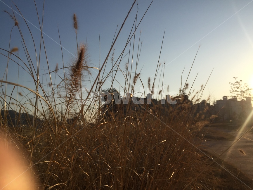 식물,갈대,grass,자연,감성,lawn,잔디,reed,계절,nature,감성사진,색상,색채,채도,색감,잎,풀,경치,plant