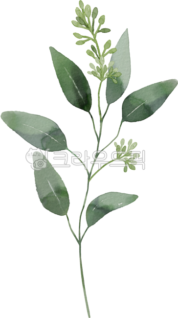 green,leaves,eucalyptus,plant,leaf,Watercolor,Herb