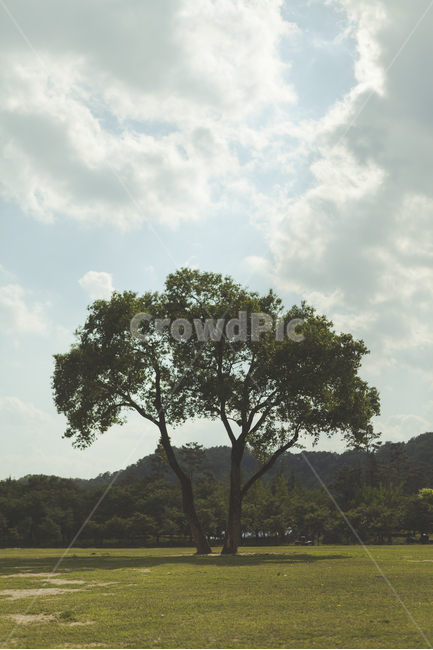 대청호반생태공원,나무,풍경,맑은날,구름,식물,자연,plants,nature,나무,trees,wood,휴식,힐링,rest,relaxation,healing