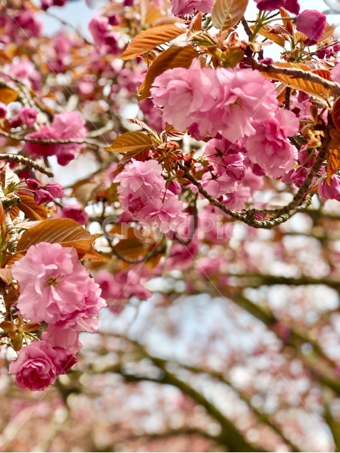 꽃,벚꽃,겹벚꽃,봄,꽃나무,봄,계절,spring,season,식물,자연,plants,nature,꽃,flower,plant,blossom
