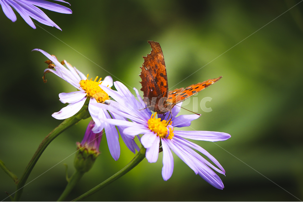 나비,호랑나비,코스모스,식물,곤충,접사,야생,곤충,벌레,insect,bug
