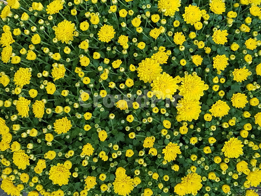 황국,노란꽃,가을꽃,국화,자연,식물,자연,plants,nature,꽃,flower