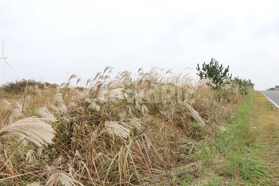 갈대,가을,억세,들,초원,가을,계절,fall,autumn,season,식물,자연,plants,nature