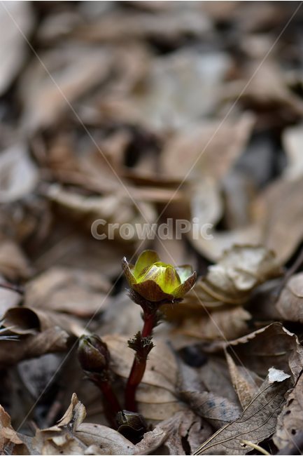 Sunbok aster,hellebore,yellow,astral zinnia,spring,healing,ecology,plants,grass,season,February,flowers,seasons,Flower,nature,tree,woody,flower,herbaceous,2018,wildflowers,mountain flowers,emotion,background,busan,wild flowers,Bokboksae,wild,Ice bird flow