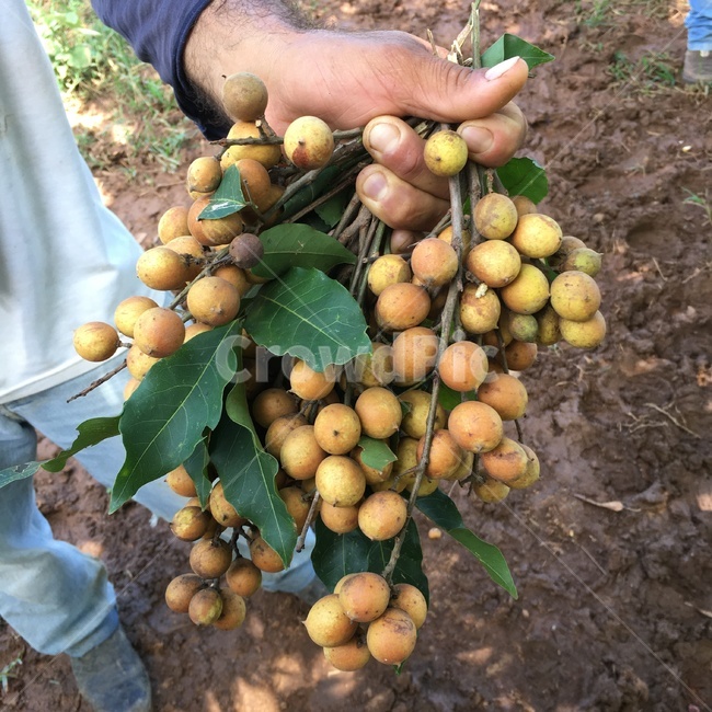 열대,열매,과일,따기,채집,따다,식물,손,야생,자연,tropical,fruit,pick,gather,plant,hand,wild,latin