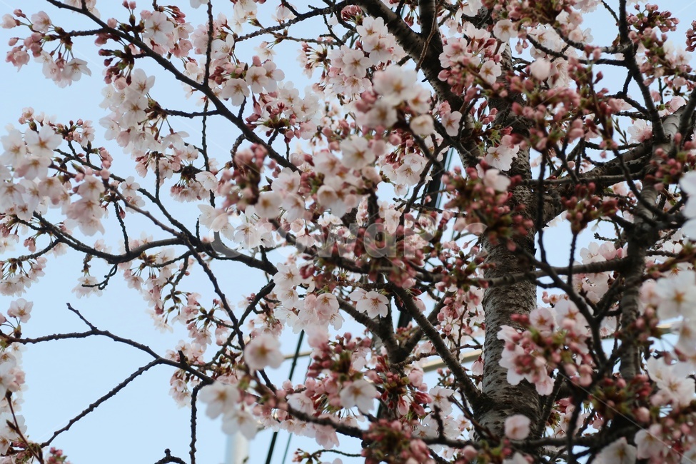 벚꽃,꽃,사쿠라,flower,나무,봄,벚꽃놀이,봄꽃,벚꽃나무,꽃놀이,체리블라썸,봄봄,봄,계절,spring,season,plant,식물,blossom
