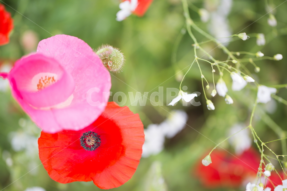 꽃,양귀비,빗방울,봄,붉은꽃,식물,자연,plants,nature,꽃,flower