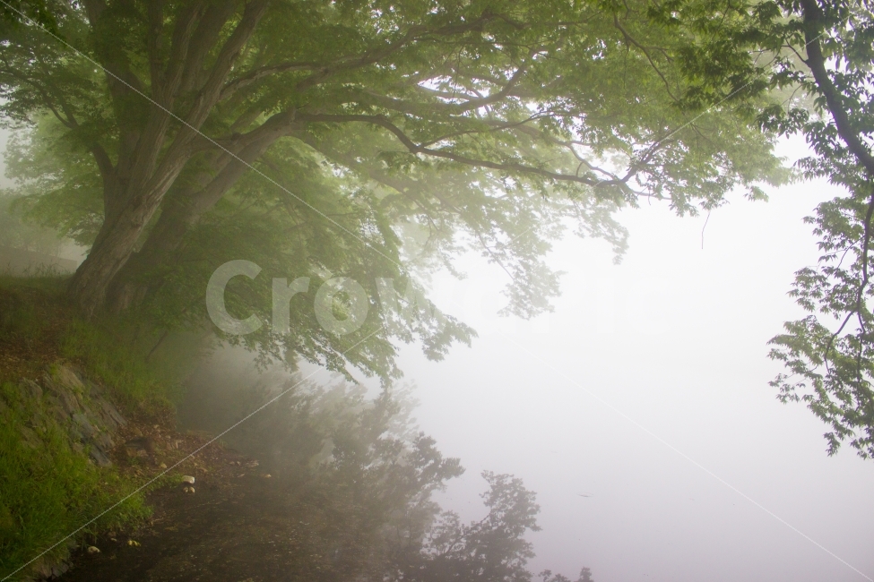 안개,나무,숲,새벽,여행,most,trees,fog,forest,dawn,풍경,landscape,자연,풍경,nature,landscape,weather,날씨,outdoors,옥외
