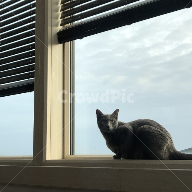 러시안블루,고양이,애완동물,동물,cat,animal,동물,animal,포유류,mammal,고양이,cat,kitten,kitty