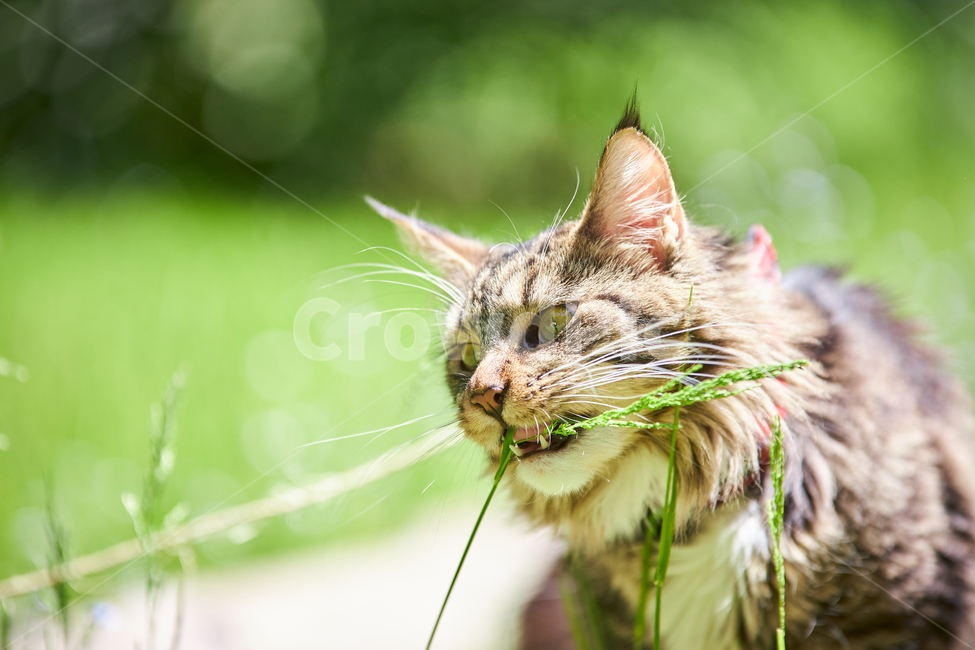 동물,animal,고양이,cat,kitten,포유류,애완동물,반려동물,애완묘,메인쿤,mainecoon,pet,산책냥이,동물,animal,포유류,mammal,고양이,cat,kitten,kitty