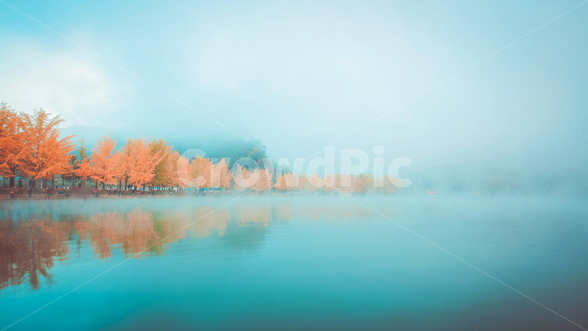 은행나무,물안개,새벽,풍경,가을,nature,자연,outdoors,옥외,water,가을,계절,fall,autumn,season,자연,풍경,nature,landscape,물