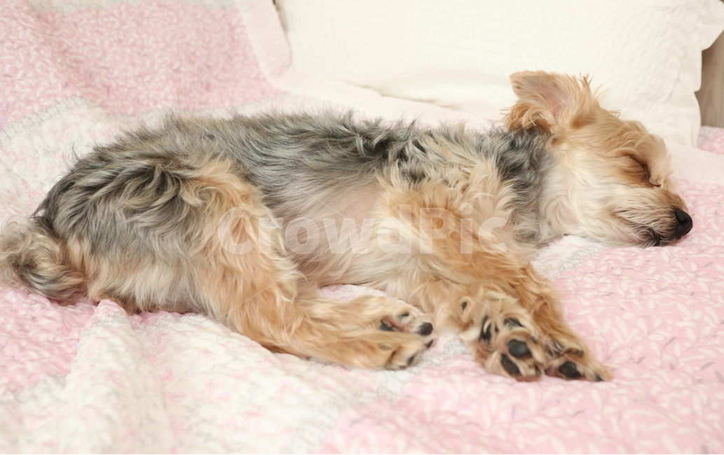 애견,개,dog,강아지,요크셔테리아,반려견,낮잠,잠,개잠,팔자,개팔자,상팔자,똥개,동물,animal,포유류,mammal,개,강아지,dog,doggy