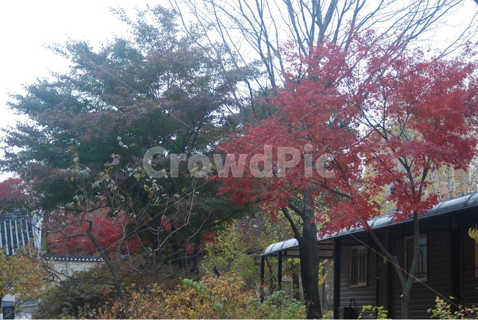 가을풍경,가을단풍,단풍,tree,나무,가을,계절,fall,autumn,season
