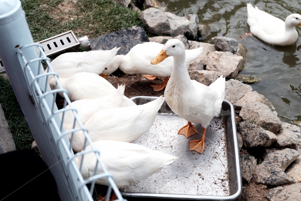 오리,자연,동물,막내오리,미운오리새끼,동물,animal,조류,새,birds