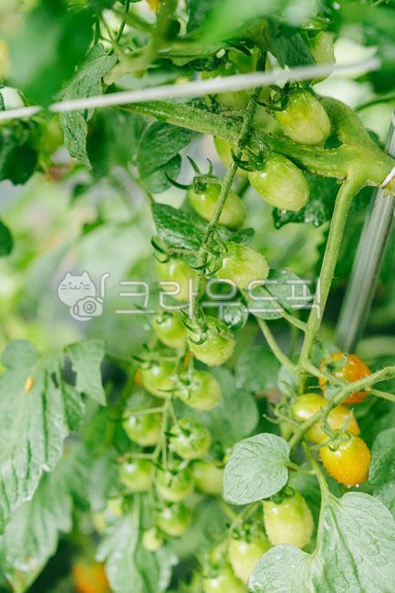 Tomatoes,green tomatoes,crops,fruits,fresh