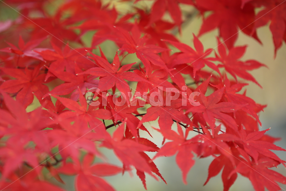 단풍,단풍나무,가을,붉은나무,홍단풍,가을,계절,fall,autumn,season,plant,식물,leaf,잎,tree,나무