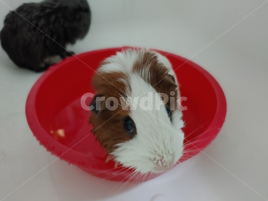 기니피그,반려동물,반려동물목욕,목욕,동물,기니,설치류,동물,animal,포유류,mammal